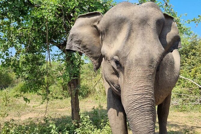 Colombo , Negombo to Trincomalee Transfer and Safari - Who Is This Tour Best For?