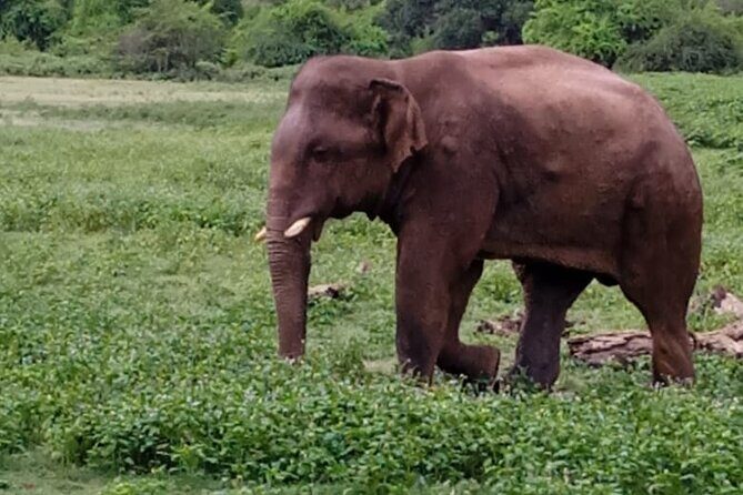 Colombo , Negombo to Trincomalee Transfer and Safari - The Sum Up