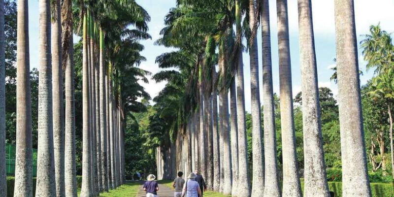 colombo-pinnawala-orphanage-kandy-temple-of-tooth-day-trip