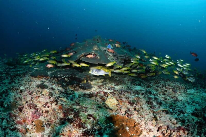 Colombo: Shipwreck Diving Experience within the city - Key Points