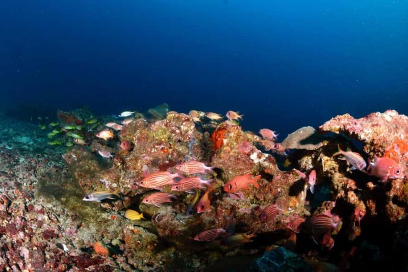 Colombo: Shipwreck Diving Experience within the city - Exploring the Details of the Wreck Diving Tour in Colombo