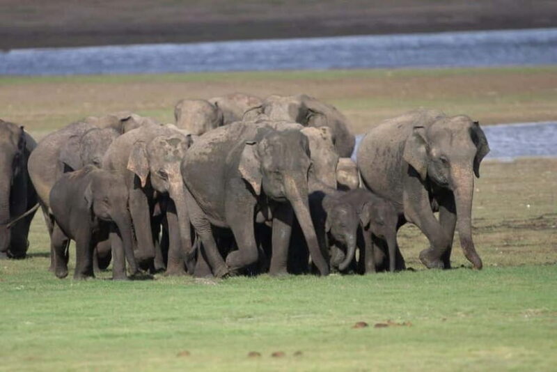 Colombo: Sigiriya, Dambulla Caves, & Wildlife Day Tour - The Sum Up