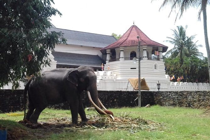 Colombo to Kandy Private Day Tour - Discover the Charm of Kandy in a Private Day Tour from Colombo