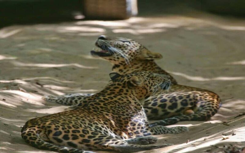 Colombo:Anuradhapura & Wilpattu Safari All Inclusive Tour - Discover the Hidden Gems of Sri Lanka: Anuradhapura & Wilpattu Safari Tour