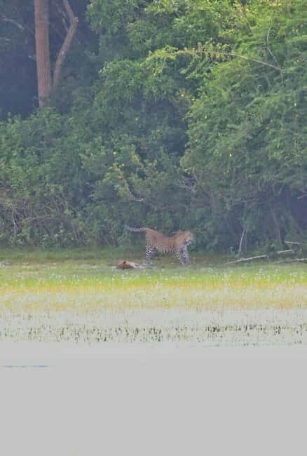 Colombo:Anuradhapura & Wilpattu Safari All Inclusive Tour - The Sum Up