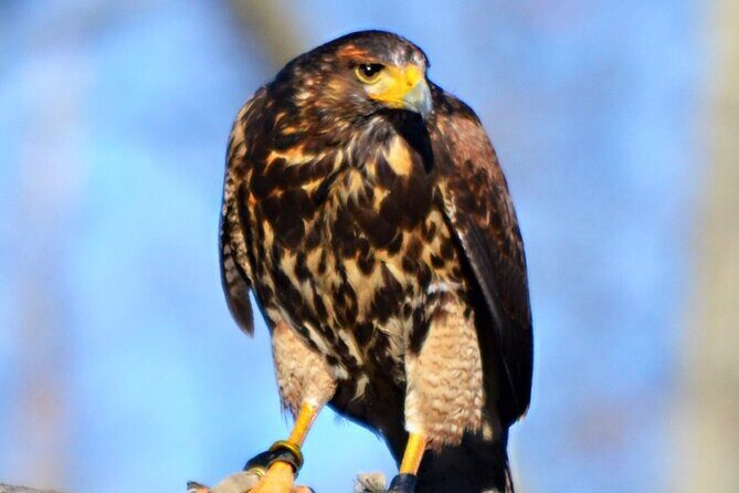 Colorado Springs Hands-On Falconry Class and Demonstration - What to Expect During the Tour