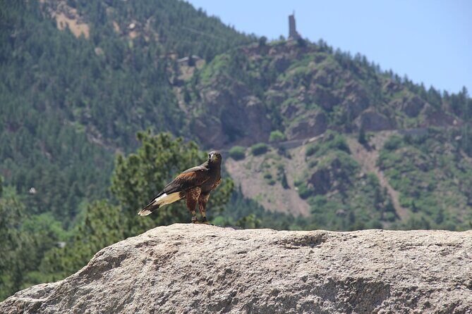 Colorado Springs Hands-On Falconry Class and Demonstration - The Value of This Experience