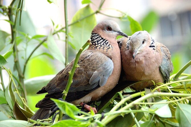 colorful-species-of-birds
