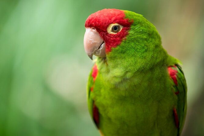 colorful-species-of-birds