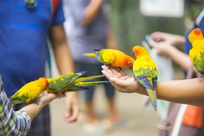 colorful-species-of-birds