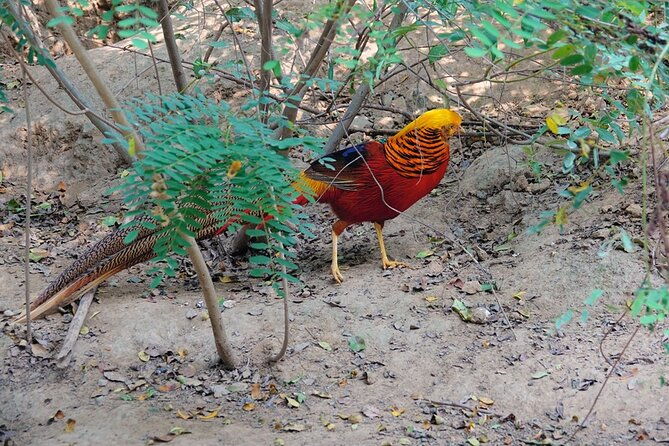 colorful-species-of-birds