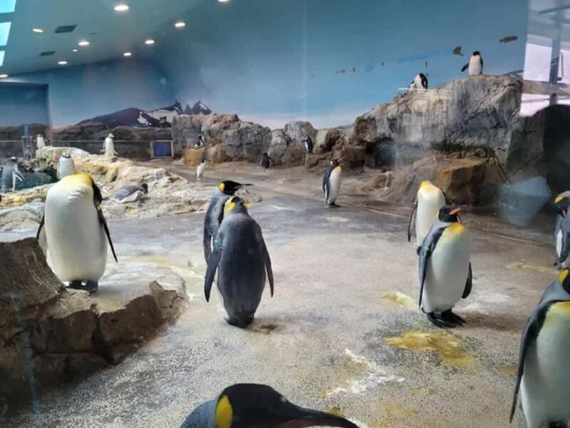 Colors of the Sea  Nagasaki Penguin Aquarium & Coastal Walk - Key Points