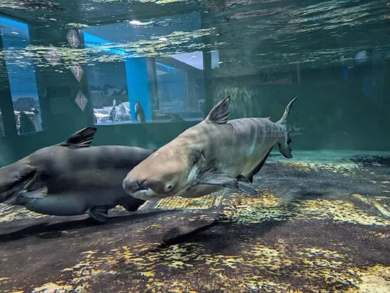Colors of the Sea  Nagasaki Penguin Aquarium & Coastal Walk - Who Will Love This Tour?