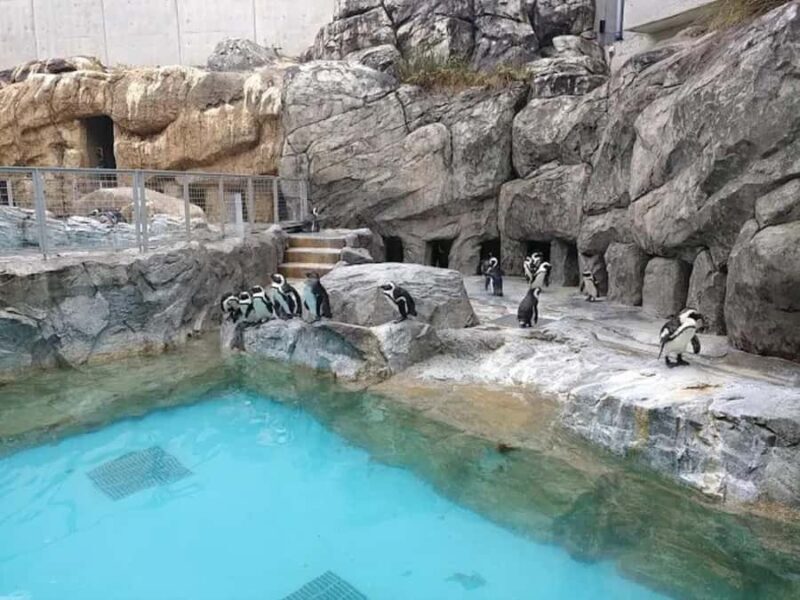 Colors of the Sea  Nagasaki Penguin Aquarium & Coastal Walk - FAQs