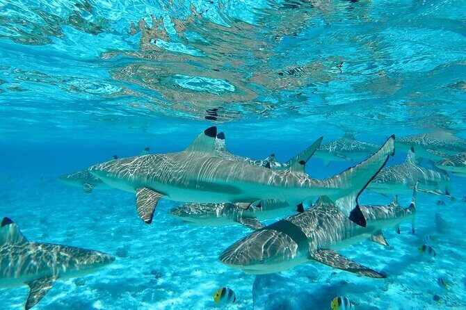Combo snorkeling + motu lunch + jet ski group tour full day - Final Thoughts