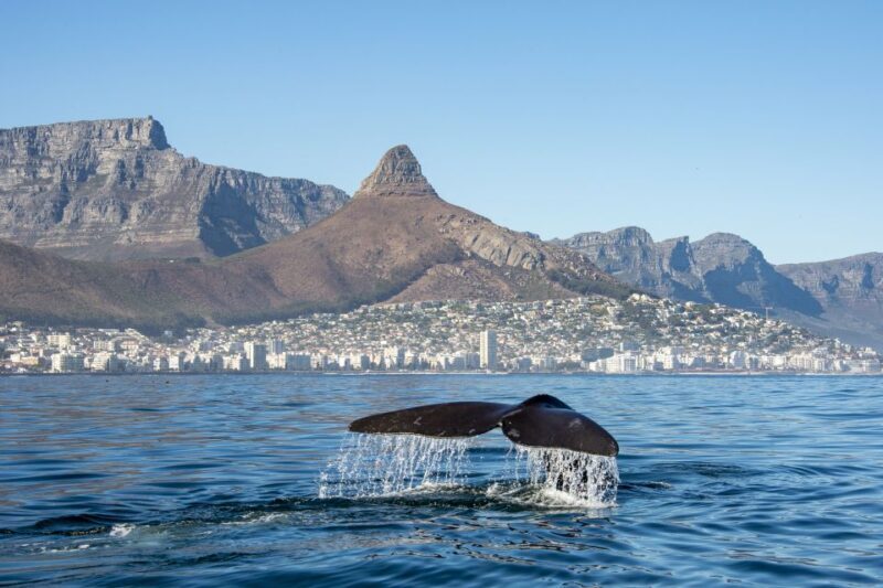 Combo Tour: Marine Wildlife Cruise & Winelands - Authentic Experiences & Honest Insights