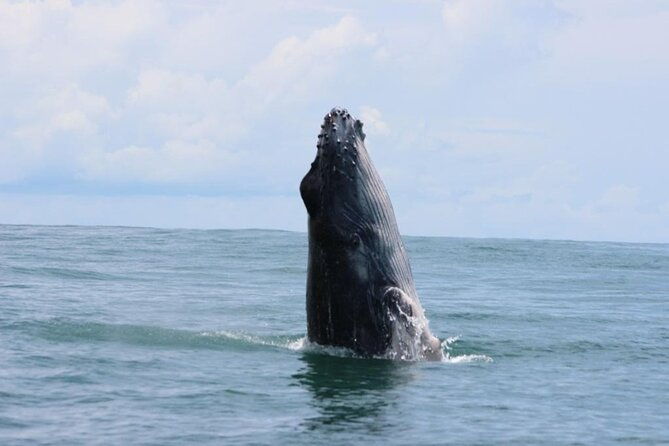combo-tour-marino-ballena-national-park