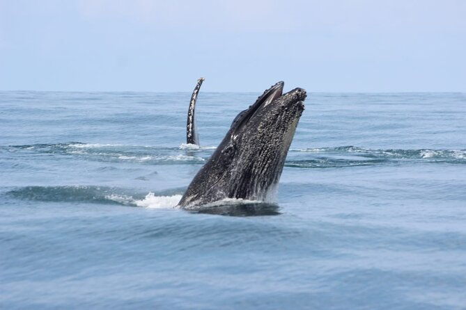 combo-tour-marino-ballena-national-park