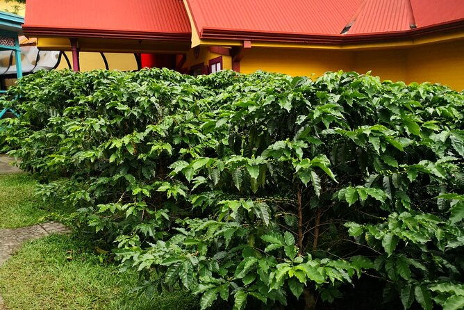 combo-tour-poas-volcano-and-la-paz-waterfall-and-coffee-tour
