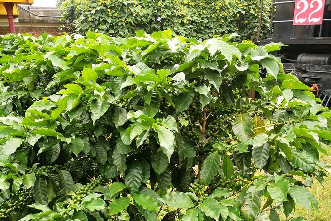 combo-tour-poas-volcano-and-la-paz-waterfall-and-coffee-tour