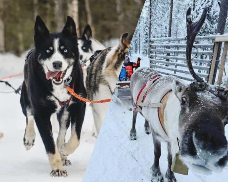 Combo TourHusky and Reindeer Sledding Ride in Levi - Key Points
