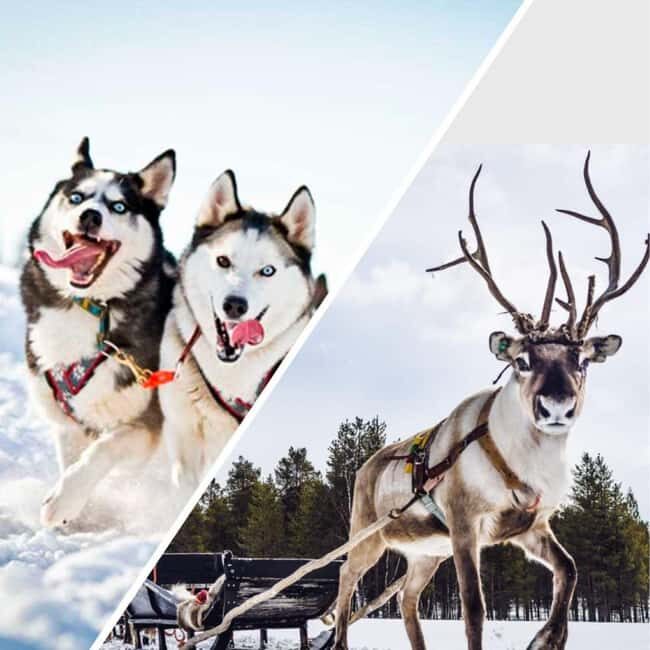 Combo TourHusky and Reindeer Sledding Ride in Levi - Practical Tips for Your Sledding Adventure