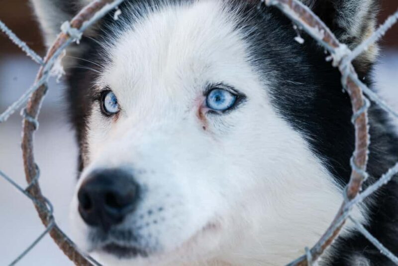 Combo TourHusky and Reindeer Sledding Ride in Levi - Authentic Reviews from Guests