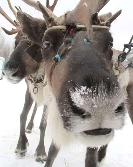 Combo TourHusky and Reindeer Sledding Ride in Levi - Who Should Consider This Tour?
