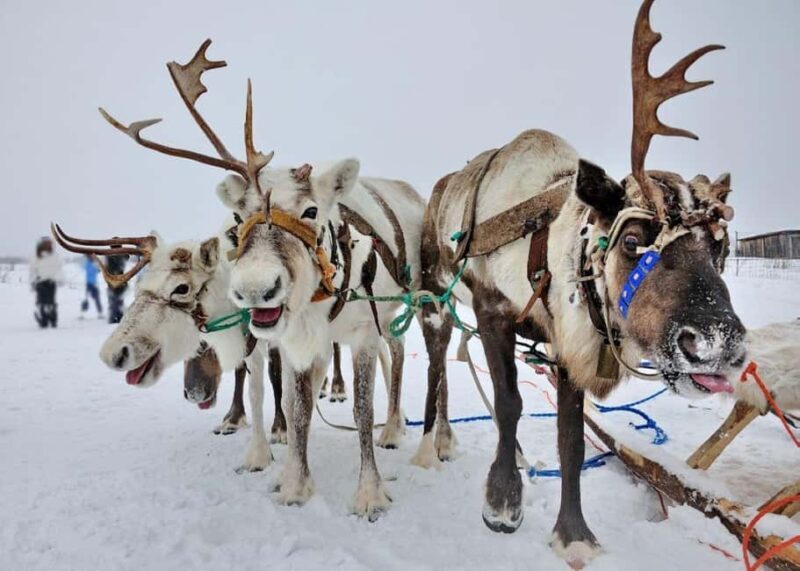 Combo TourHusky and Reindeer Sledding Ride in Levi - FAQ