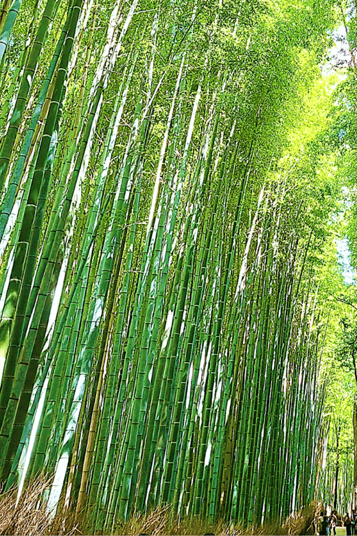 complete-kyoto-tour-explore-10-must-see-sights-hidden-gems