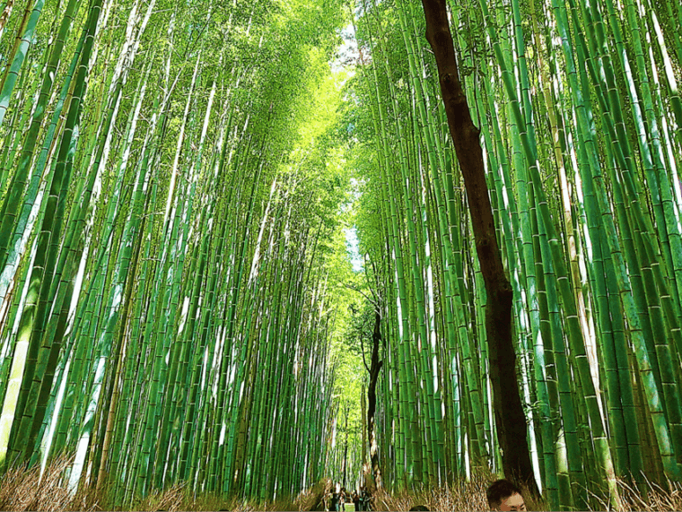 complete-kyoto-tour-explore-10-must-see-sights-hidden-gems