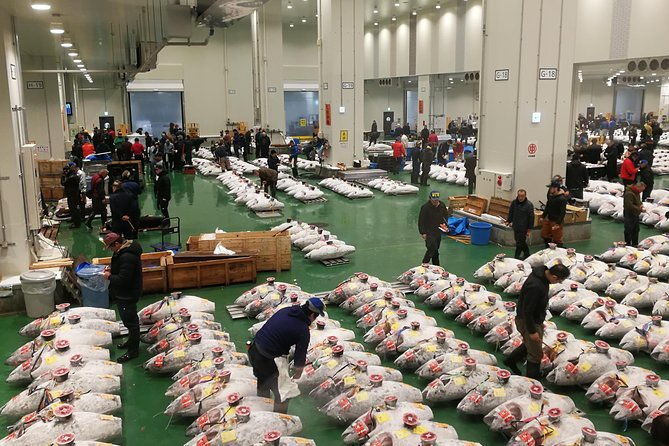 complete-tuna-auction-toyosu-fish-market-tour