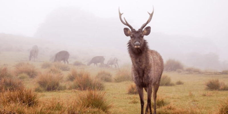 comprehensive-excursion-horton-plains-and-pedro-tea-factory