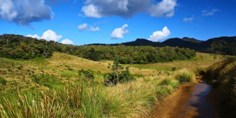 comprehensive-excursion-horton-plains-and-pedro-tea-factory