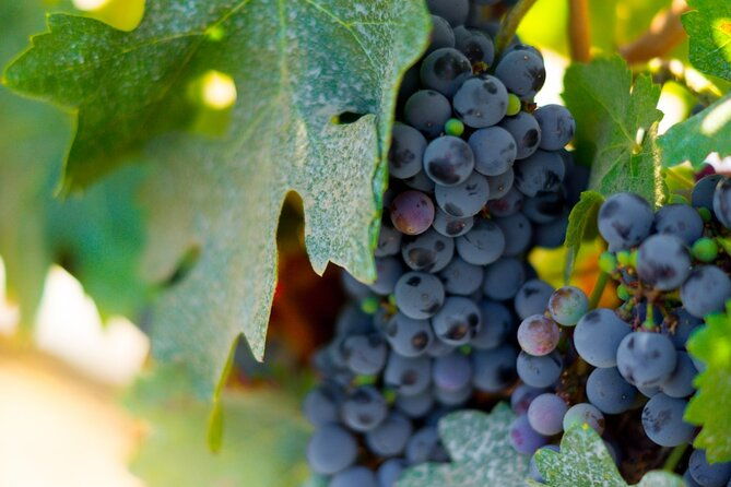 concha-y-toro-vineyard