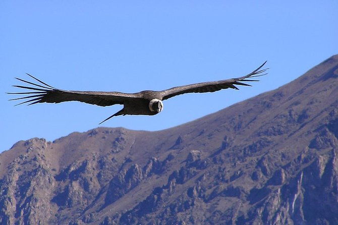 condor-tour-from-cusco-1-day