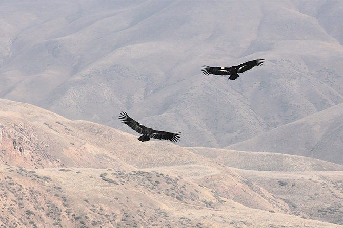 condor-tour-from-cusco-1-day