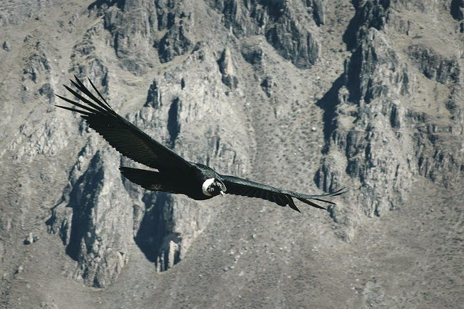 condor-tour-from-cusco-1-day