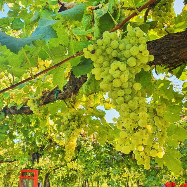 conegliano-prosecco-hills-and-vineyards-tour