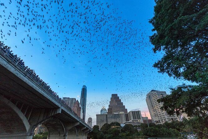 Congress Avenue Bat Bridge Kayak Tour in Austin - Key Points