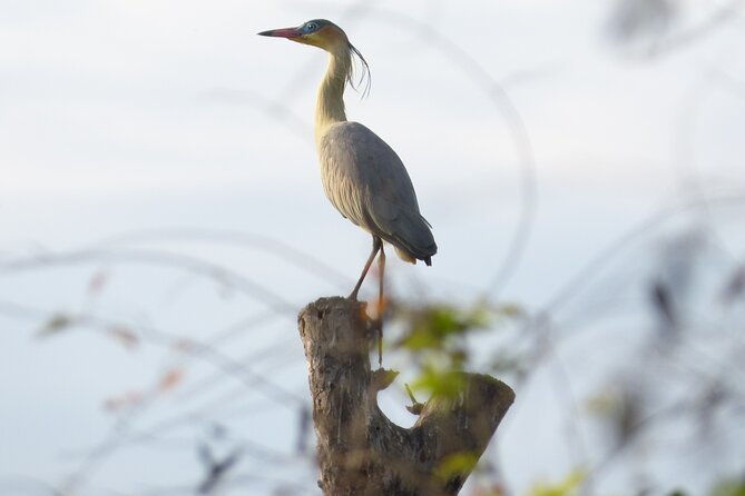 connect-with-the-nature-of-ibera-on-a-private-tour