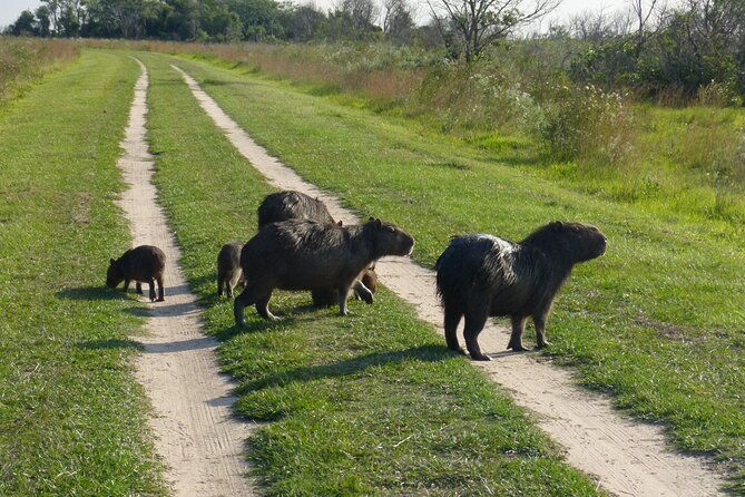 connect-with-the-nature-of-ibera-on-a-private-tour