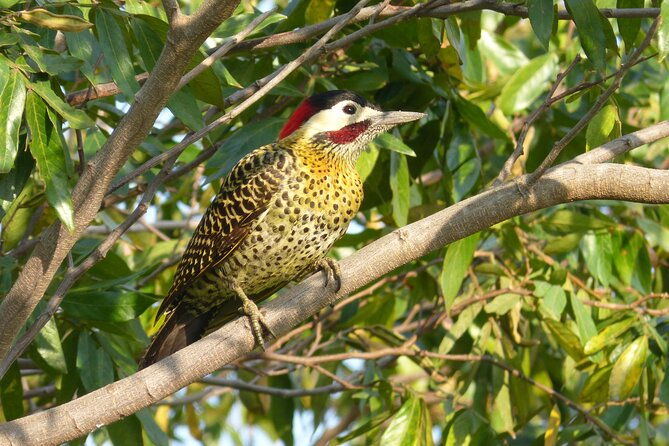 connect-with-the-nature-of-ibera-on-a-private-tour