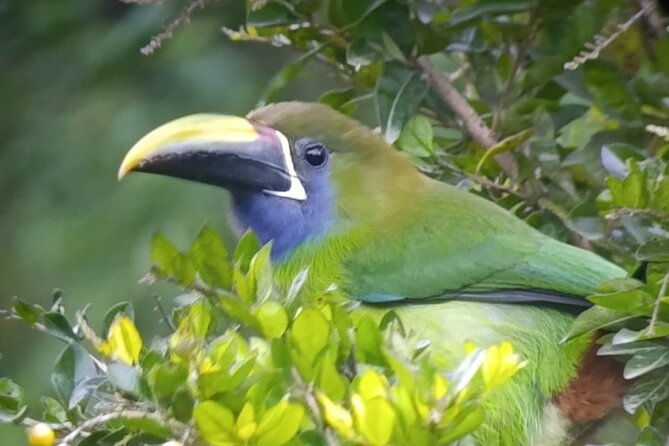 connection-with-nature-guided-hike-in-monteverde