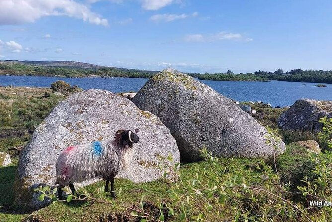 connemara-sheep-farm-experience-kylemore-abbey-by-lux-limousine