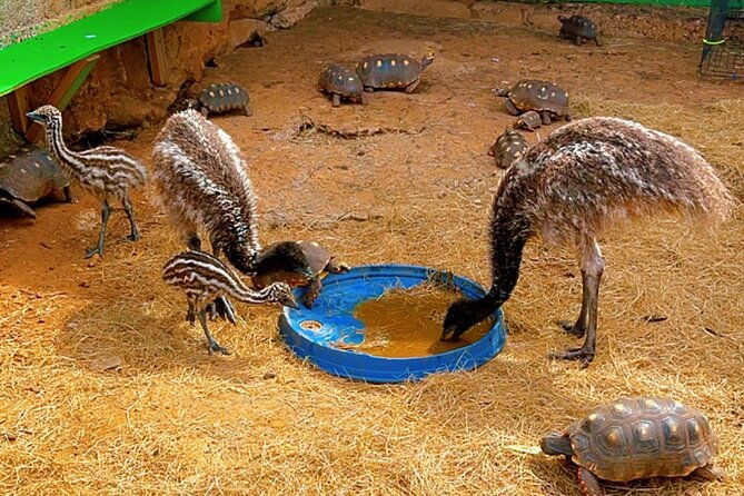 connors-farms-petting-zoo