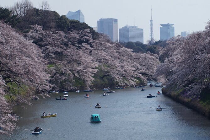 Conquer Tokyo's Best Cherry Blossom Viewing Spots in One Day - Key Points