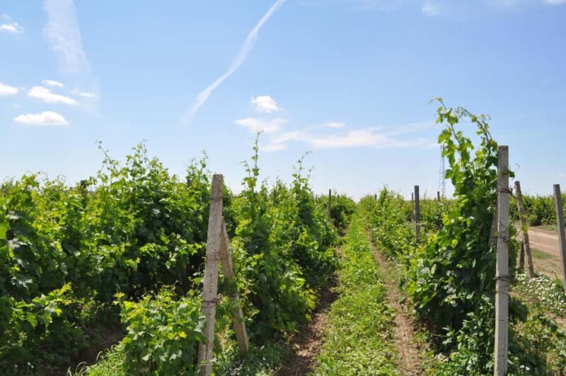 Constana: Ancient Histria Fortress and Local Wine Tasting - The Practical Side: What’s Included & What to Consider