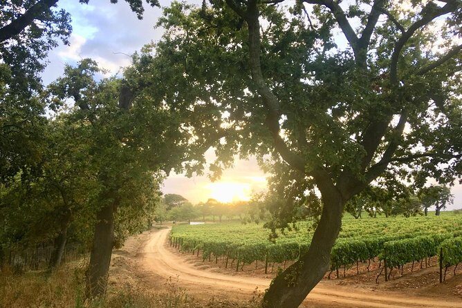 Constantia Hidden Gem Cycle Full Day - Private Tour - The Practicalities: What You Need to Know