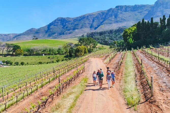 Constantia Wine Walk Storytelling Vineyard Tour with Lunch - Key Points